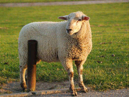 Die Nordfriesischen Lammtage 2012