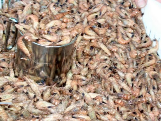 Fischereiministerium will Forschungsprojekt zur MSC-Zertifizierung für Krabbenfischerei auf den Weg bringen