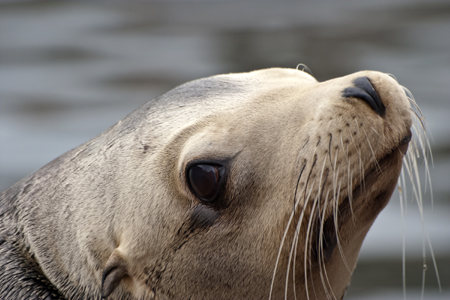 Ursache des Seehundsterbens in der Nordsee weiterhin unbekannt