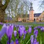 Husumer Krokusblütenfest