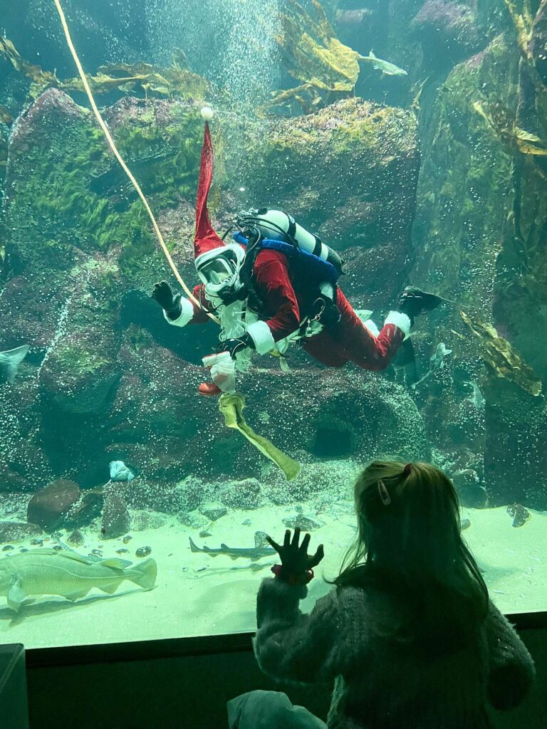 Der Nikolaus taucht ab: Bescherung für die Fische im Multimar Wattforum