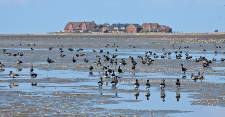 Frühlingsluft und Ringelgänse: Programm der Ringelganstage 2026 steht